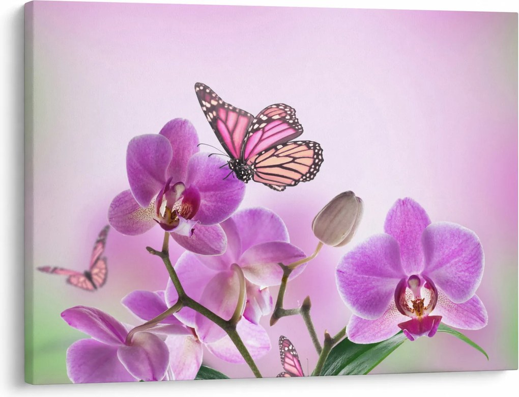 Obraz - Motyl na kwiatach orchidei, liliowy (70x50 cm)