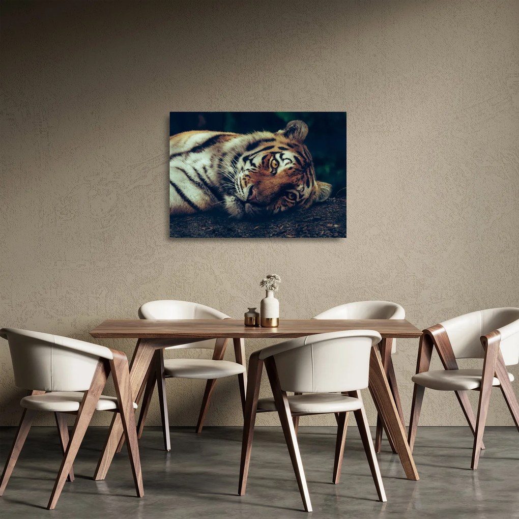 Obraz na szkle - tygrys syberyjski (70x50 cm)