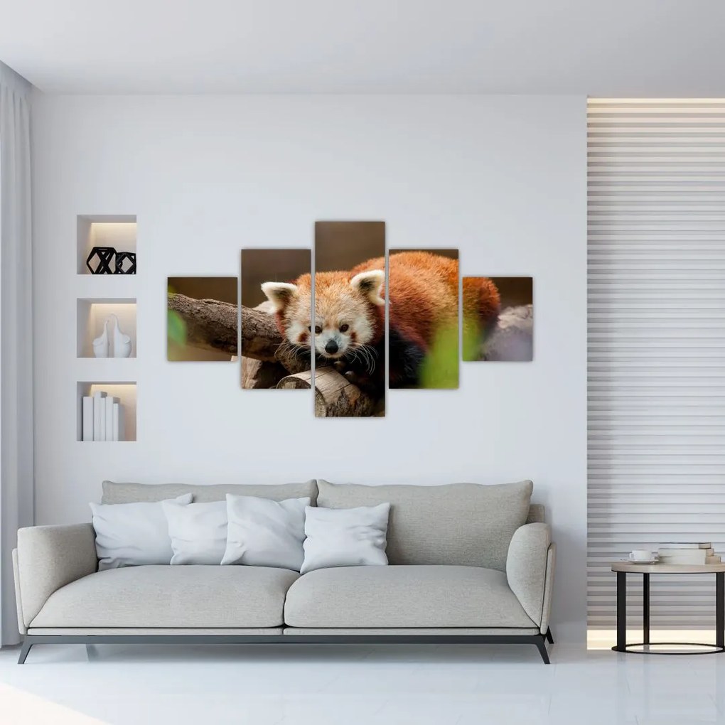 Obraz czerwonej pandy (125x70 cm)