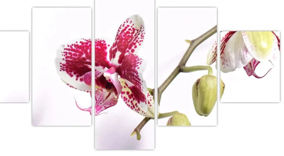 Obraz kwiatu orchidei (125x70 cm)
