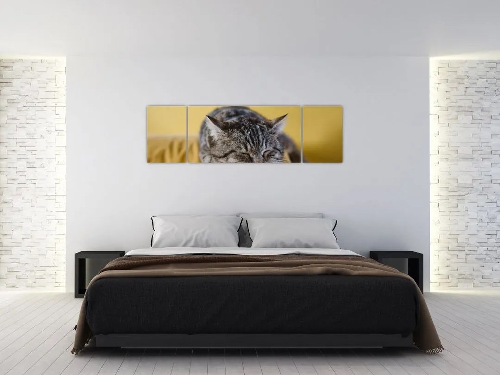 Obraz kota na kanapie (170x50 cm)