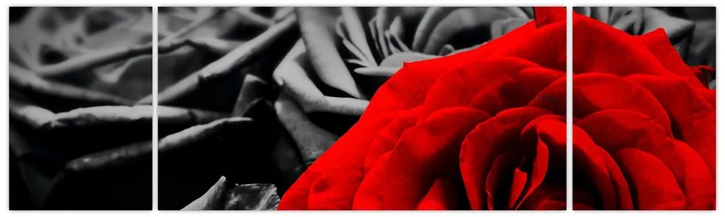 Obraz - Róże (170x50 cm)