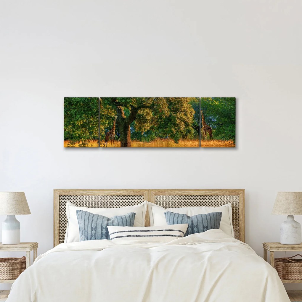 Obraz żyraf w naturze (170x50 cm)