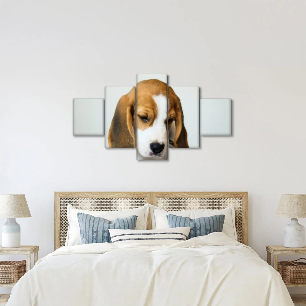 Obraz Beagle (125x70 cm)