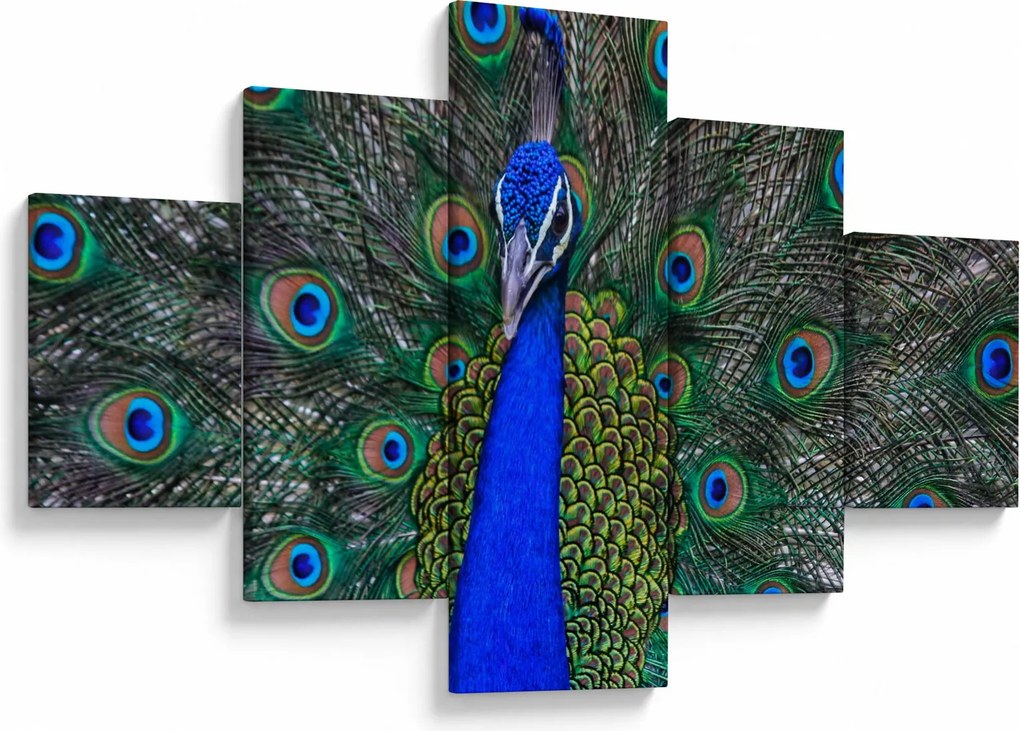 Obraz - Paw (125x70 cm)