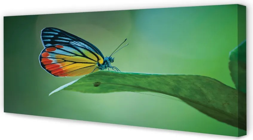 Duży obraz na płótnie Kolorowy Motyl na Liściu