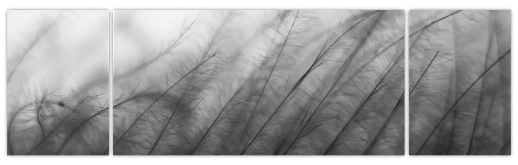 Obraz - Trawa na wietrze (170x50 cm)