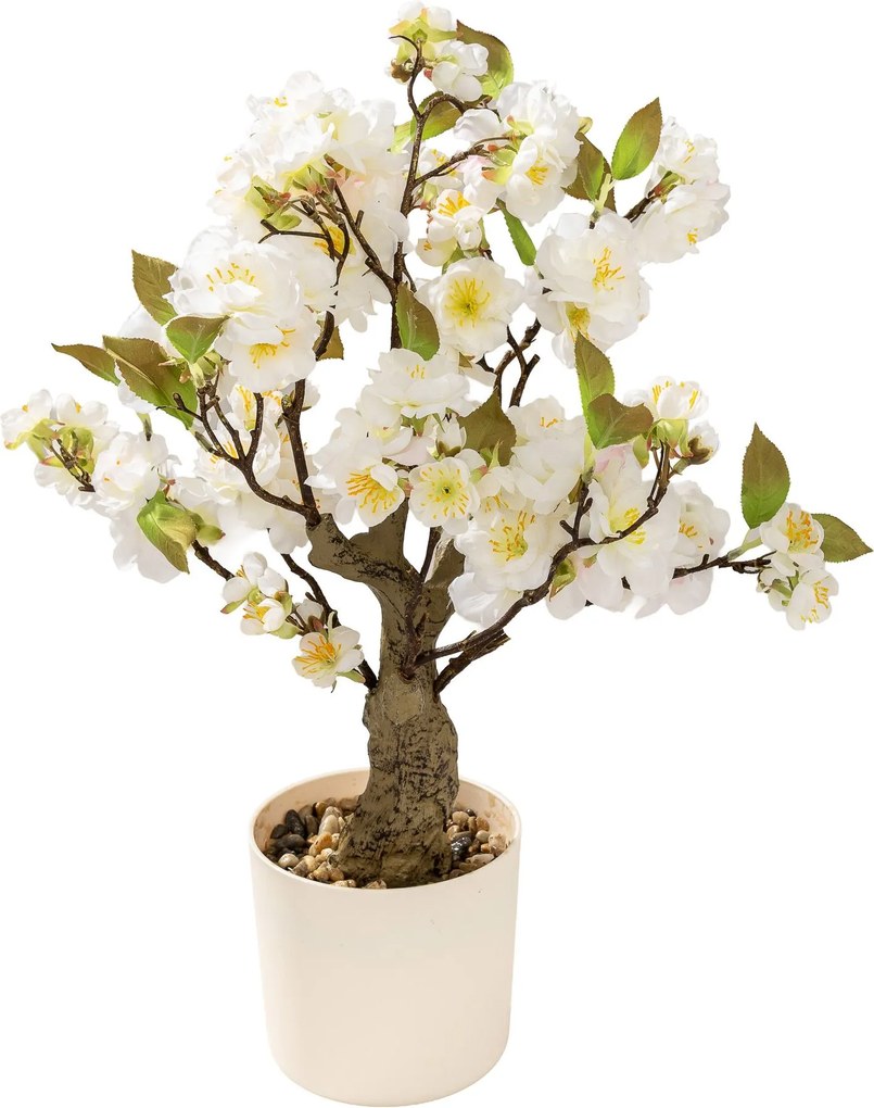 Drzewko Wiśnia Sakura w doniczce 50 cm