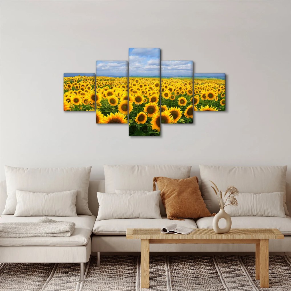 Obraz pola słoneczników (125x70 cm)