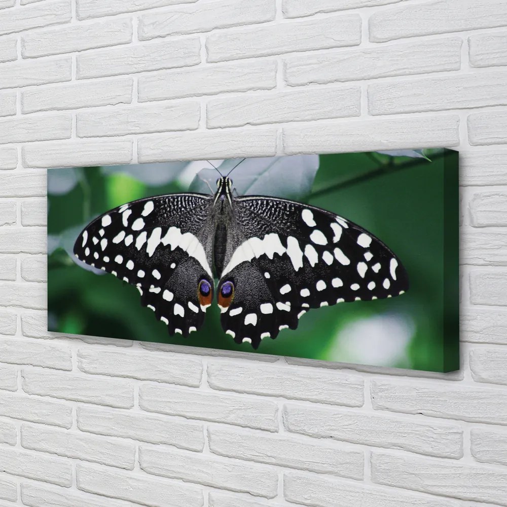 Duży obraz na płótnie Kolorowy Motyl na Liściach