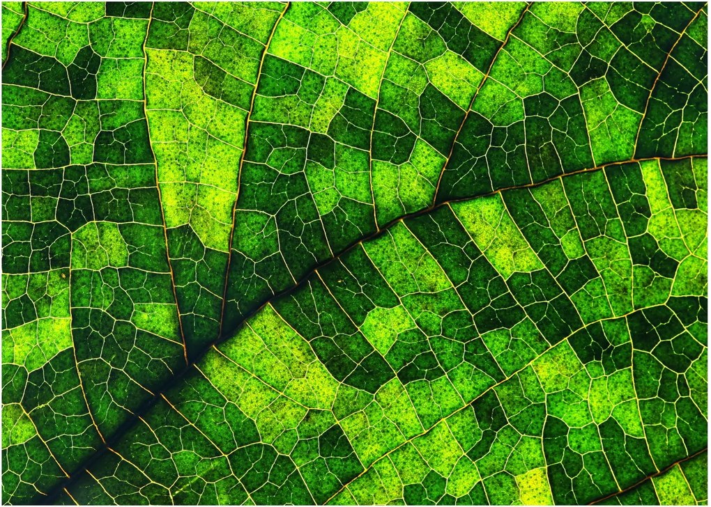 Obraz - Detal liścia (70x50 cm)