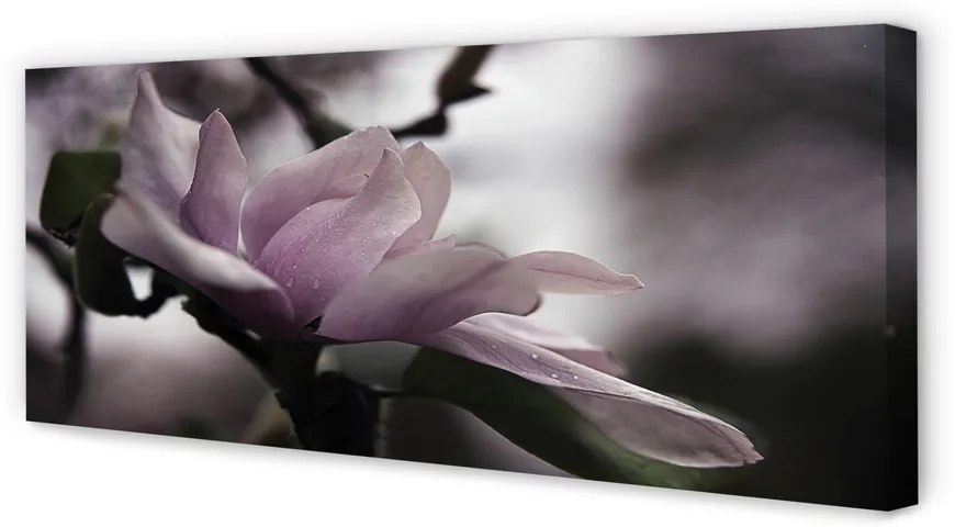 Duży obraz na płótnie Magnolia