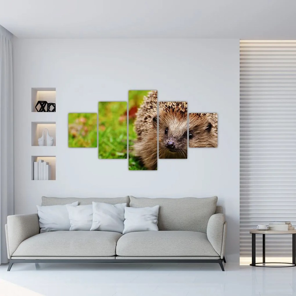 Obraz jeża (125x70 cm)