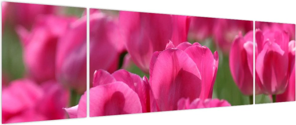 Obraz - Różowe tulipany (170x50 cm)