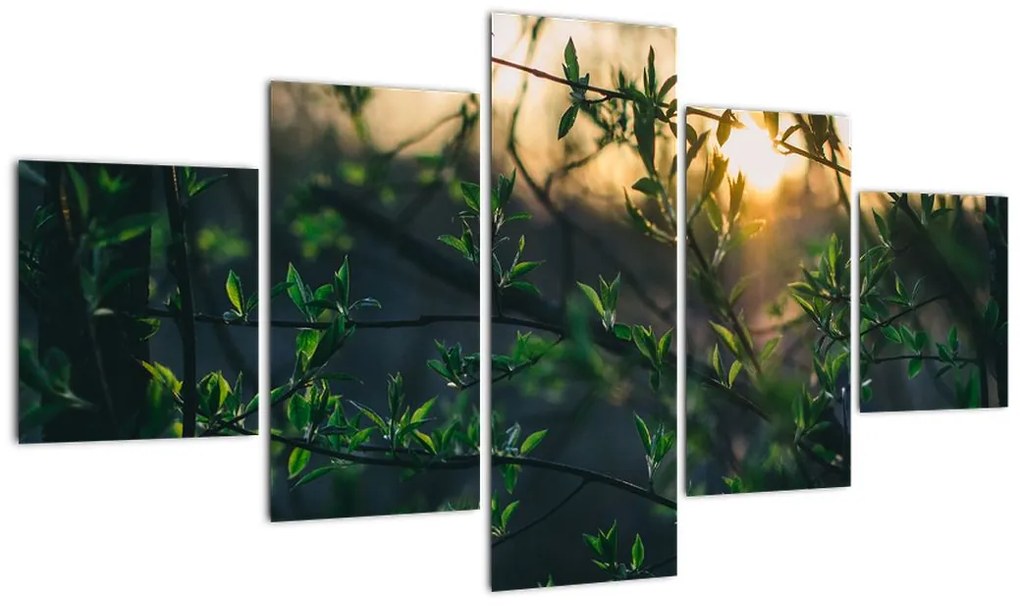 Obraz słońca przeświecającego przez gałęzie drzew (125x70 cm)