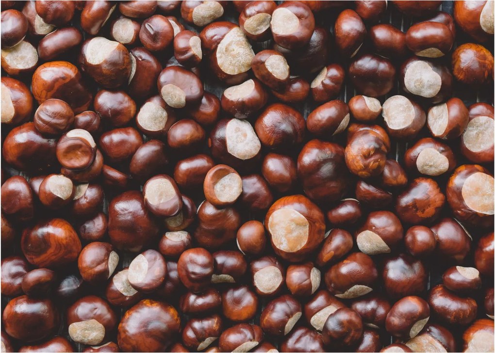 Obraz na szkle - Dojrzałe kasztany (70x50 cm)