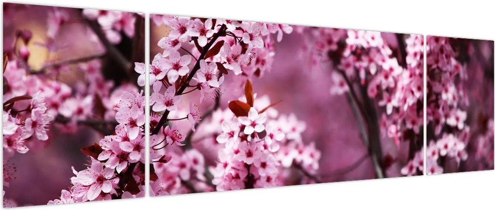 Obraz - Różowa sakura (170x50 cm)