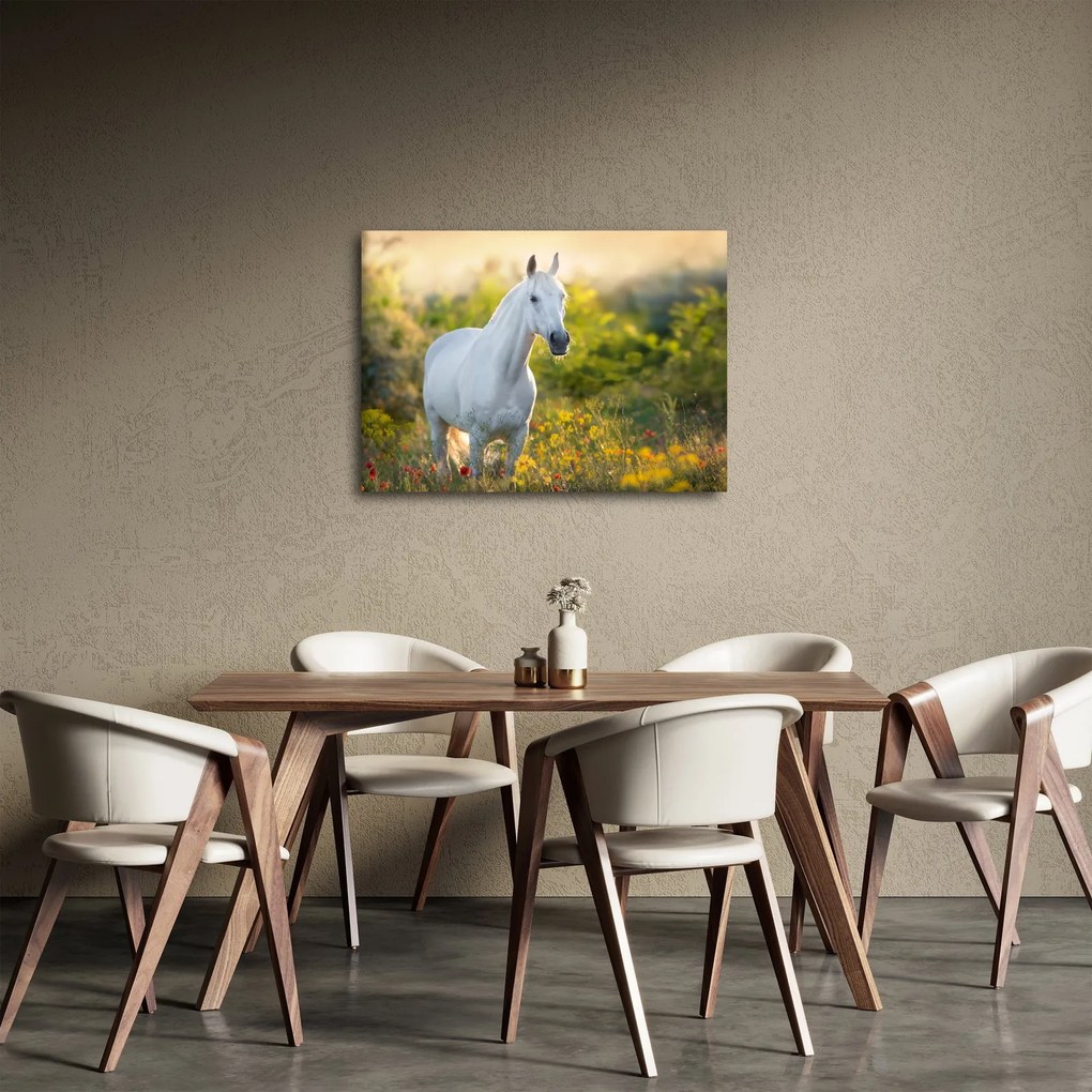 Obraz białego konia na łące (70x50 cm)