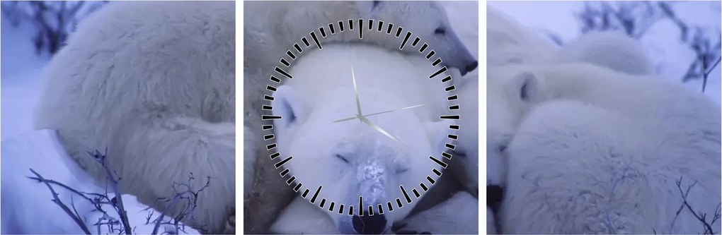 Obraz - Niedźwiadki polarne (z zegarem) (90x30 cm)