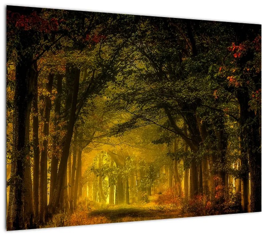 Obraz na szkle lasu (70x50 cm)