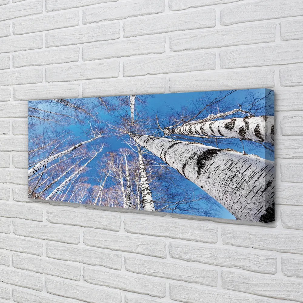 Zdjęcie na płótnie Brzozy na Tle Nieba