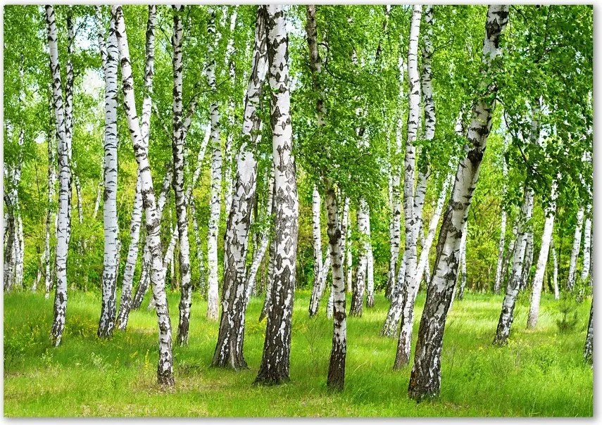 Foto obraz szkło hartowane Brzozowy las
