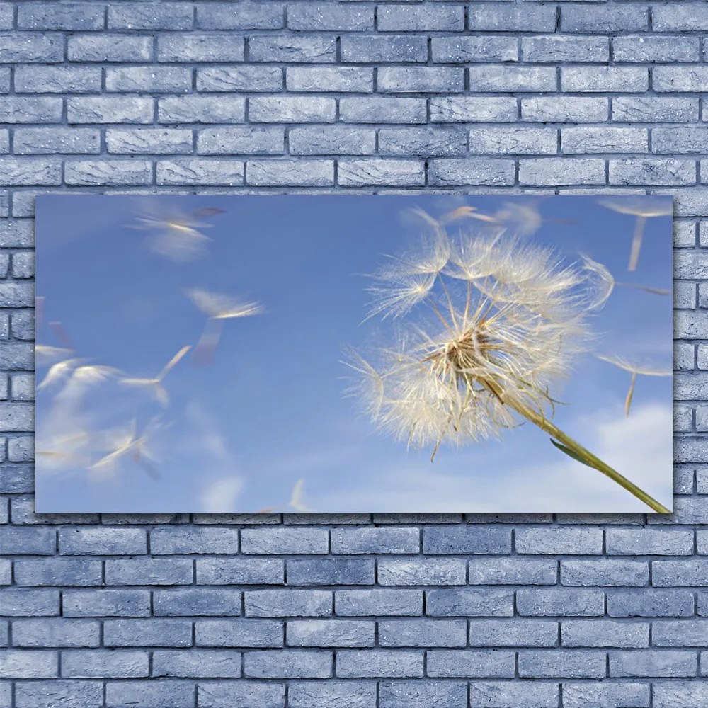 Obraz na płótnie Puszysty Dmuchawiec