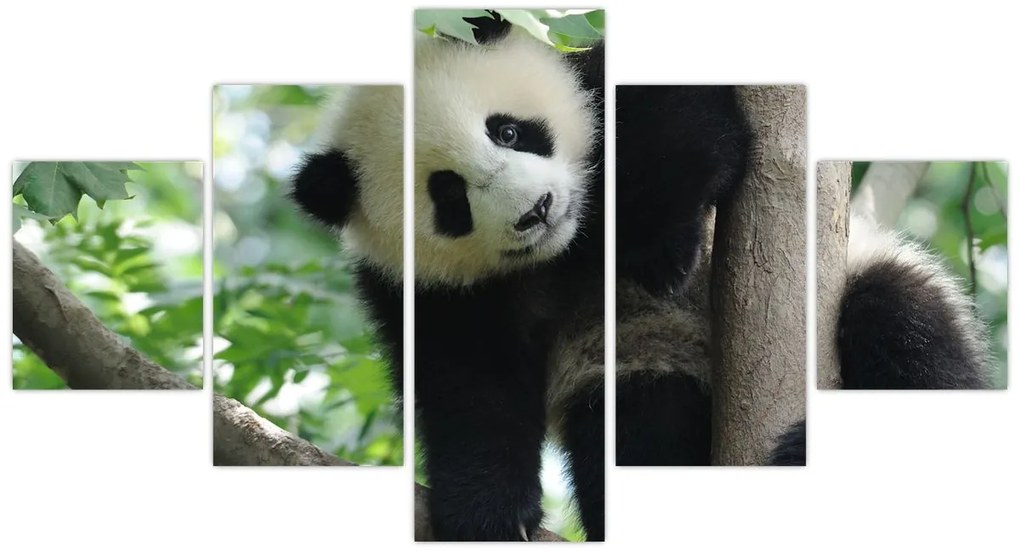 Obraz - Panda na drzewie (125x70 cm)