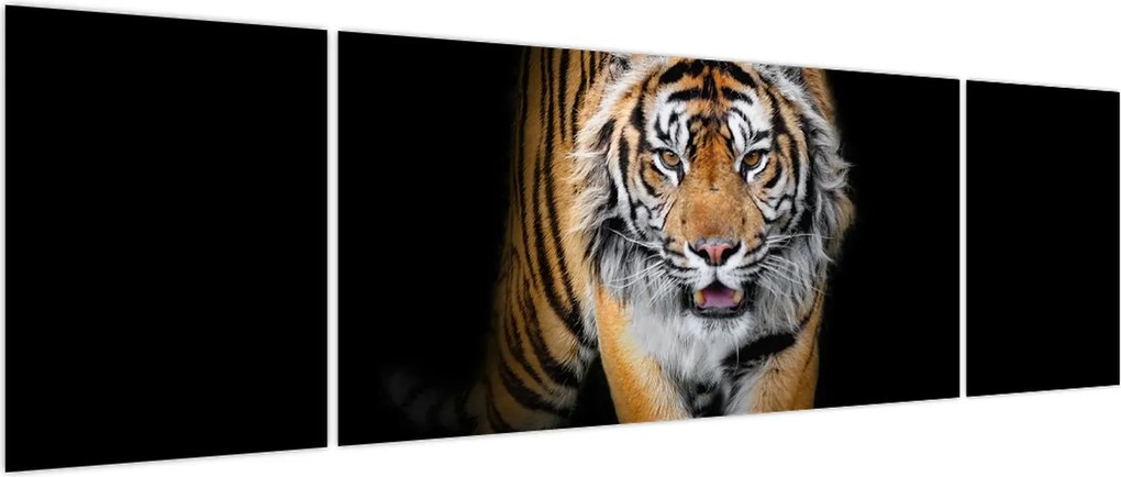 Obraz - Tygrys (170x50 cm)