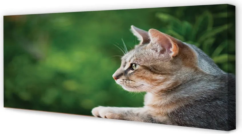 Zdjęcie na płótnie Kot o Przenikliwym Spojrzeniu