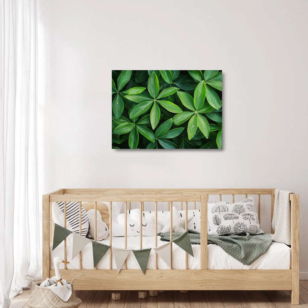 Obraz na szkle - Liście z kroplami rosy (70x50 cm)