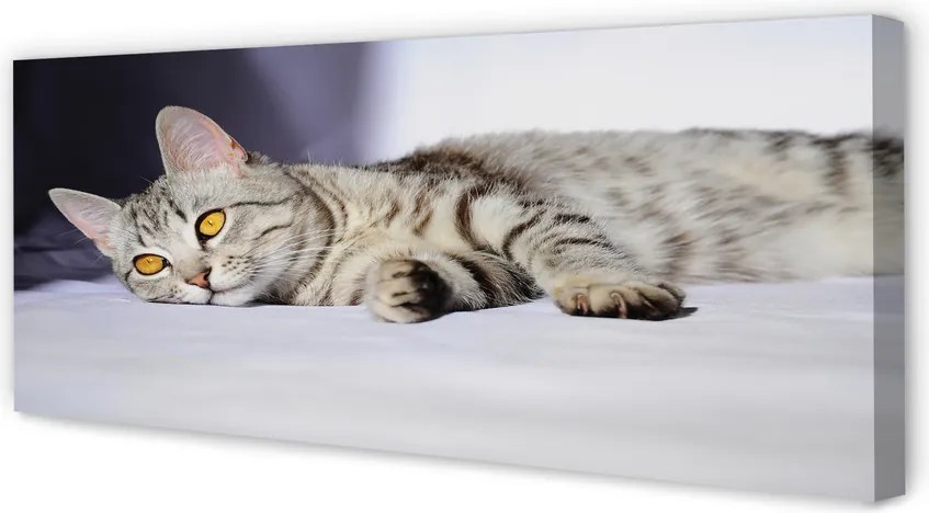 Zdjęcie na płótnie Kot w Relaksie
