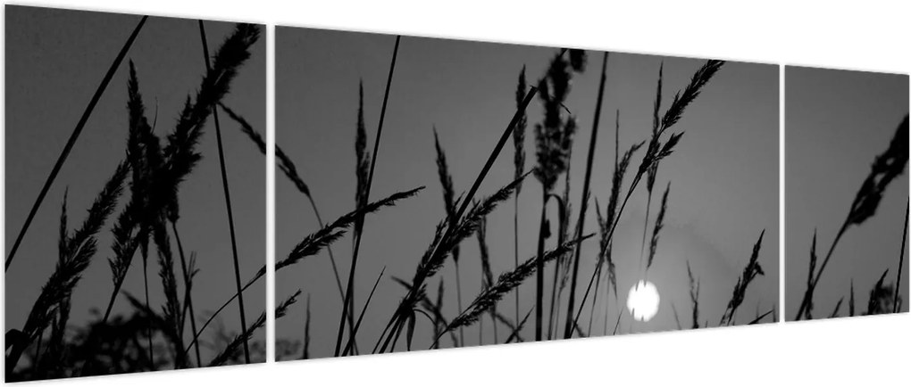 Obraz - Łąka z zachodem słońca (170x50 cm)