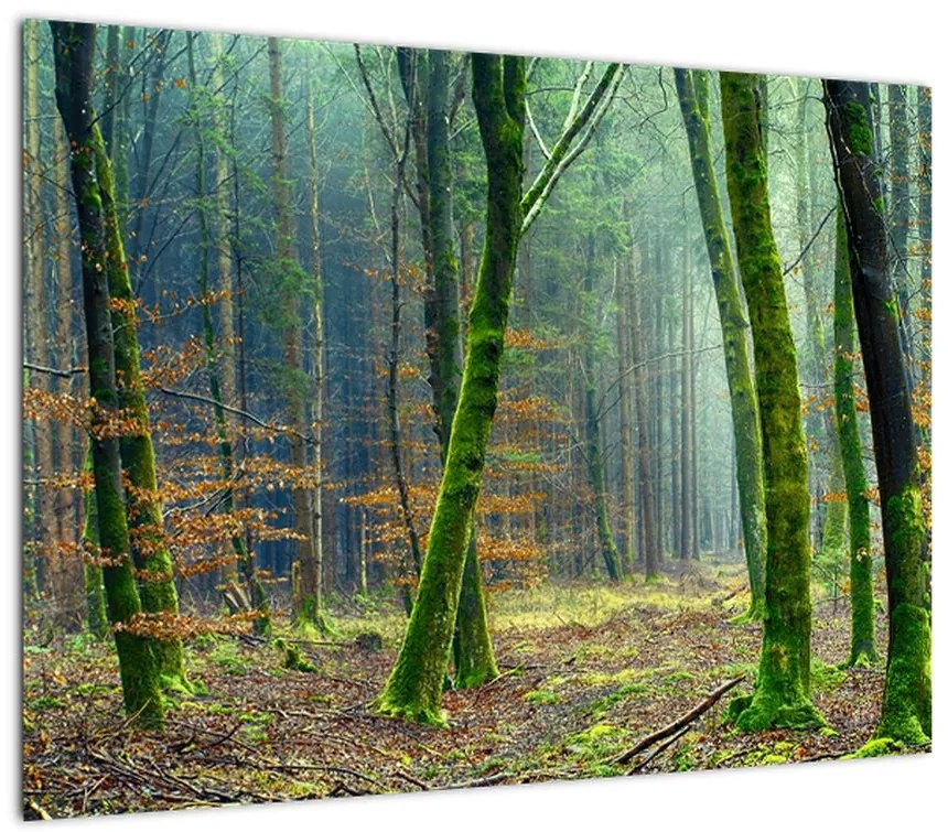 Obraz na szkle - las (70x50 cm)