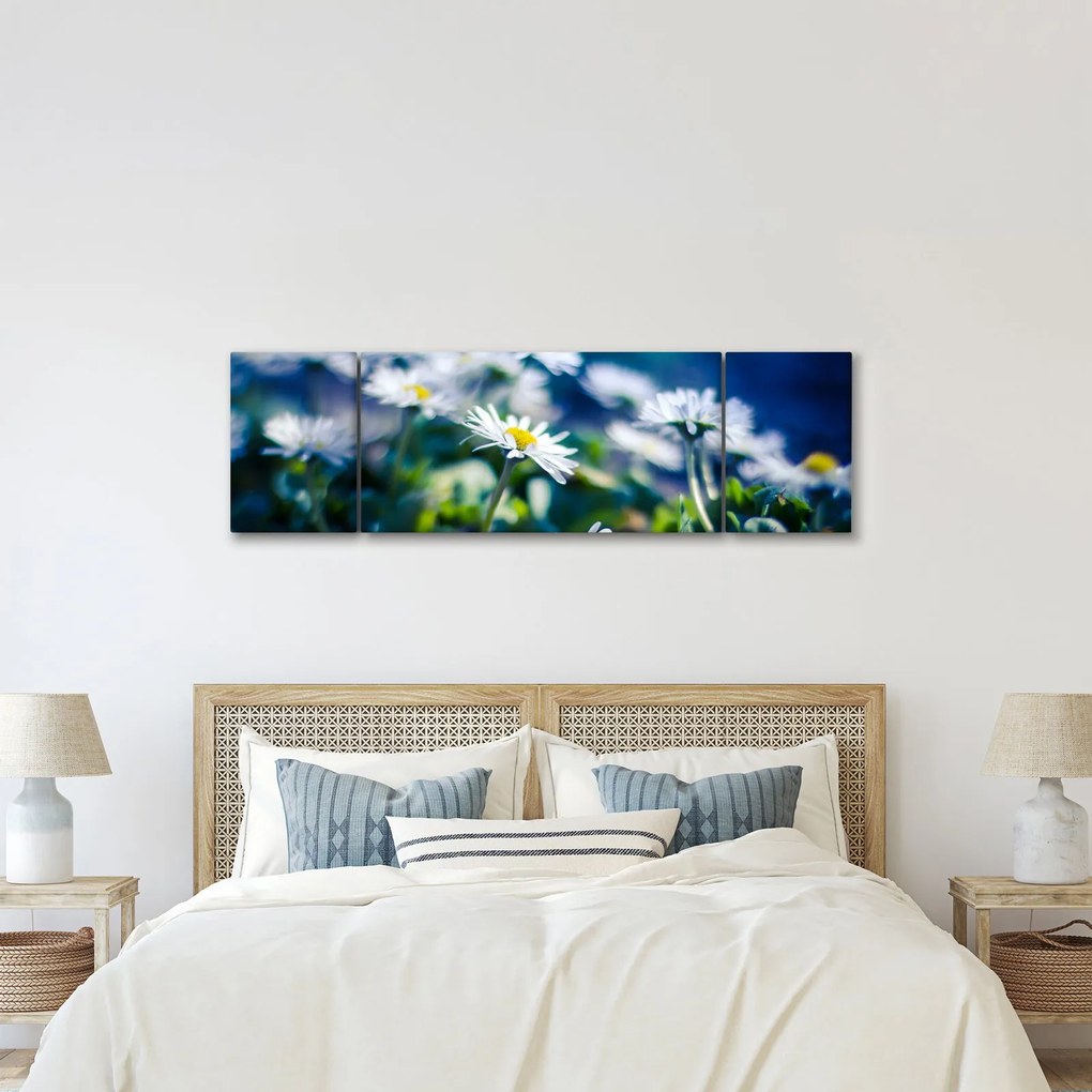 Obraz stokrotek (170x50 cm)