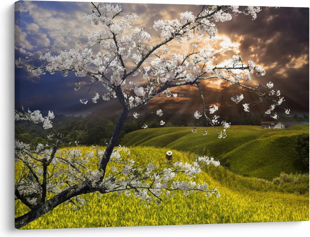 Obraz - Kwitnące drzewo w krajobrazie (70x50 cm)