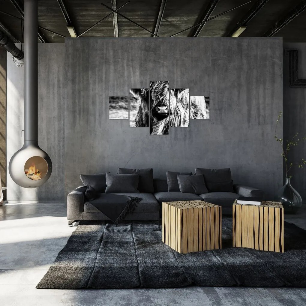 Obraz - Highland - szkocka krowa (125x70 cm)