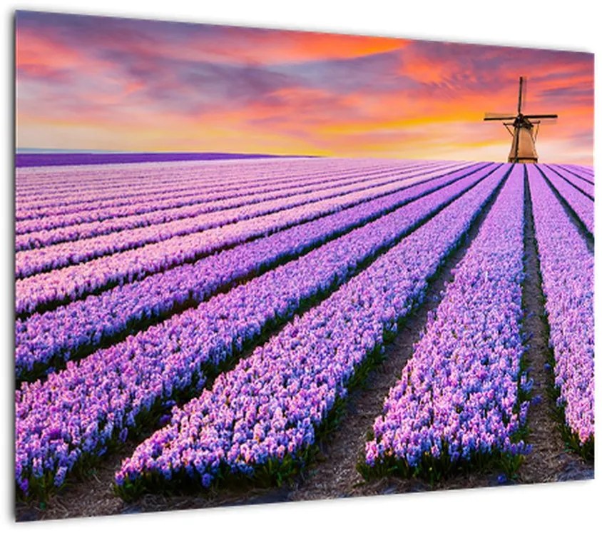 Obraz na szkle - farma kwiatów (70x50 cm)