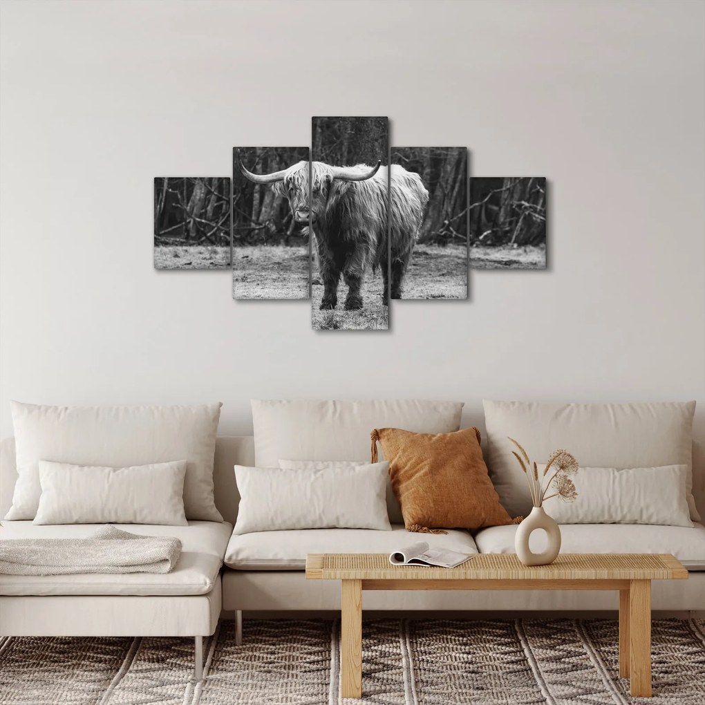 Obraz - Szkocka krowa 3, czarno - biały (125x70 cm)
