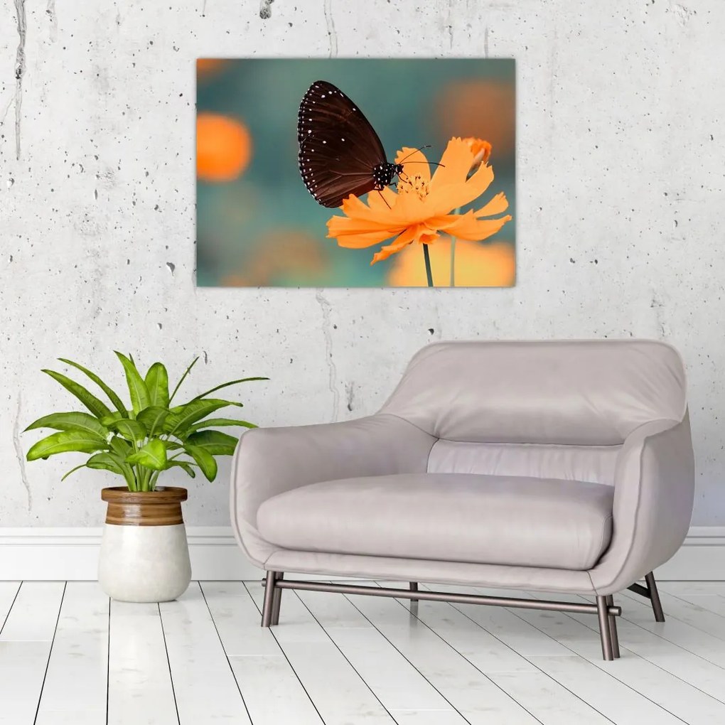 Obraz na szkle - motyl na pomarańczowym kwiatku (70x50 cm)