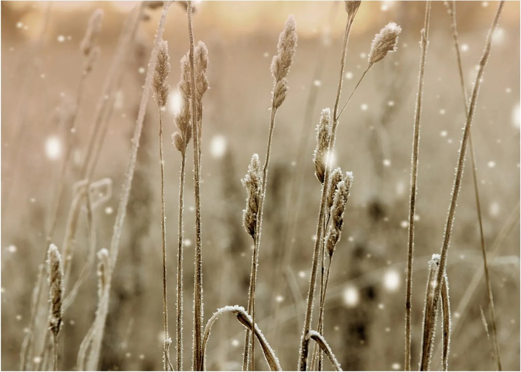 Obraz - Harmonious Meadow (70x50 cm)