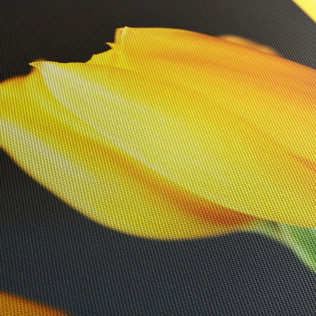 Obraz tulipanów (170x50 cm)