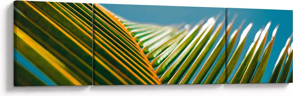 Obraz - Detal liścia palmowego (170x50 cm)