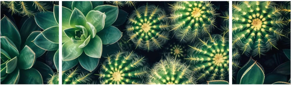Obraz - Kaktusy (170x50 cm)