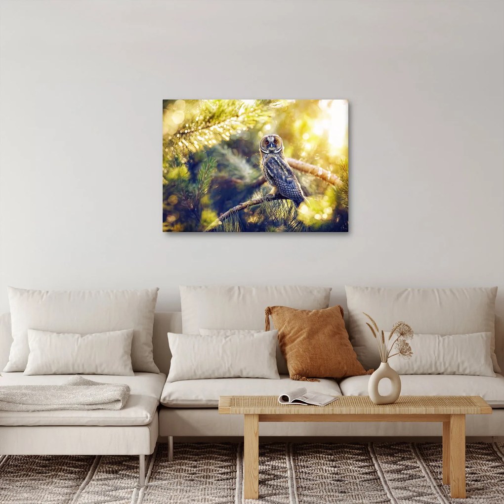Obraz sowy na drzewie (70x50 cm)