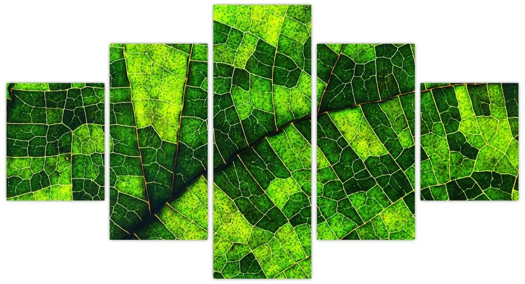 Obraz - Detal liścia (125x70 cm)