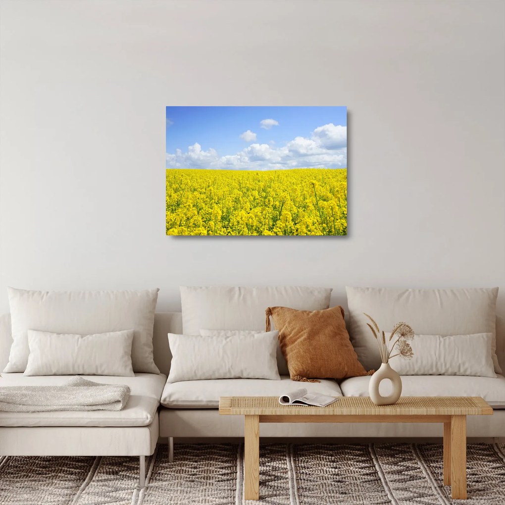 Obraz na szkle żółtego pola (70x50 cm)