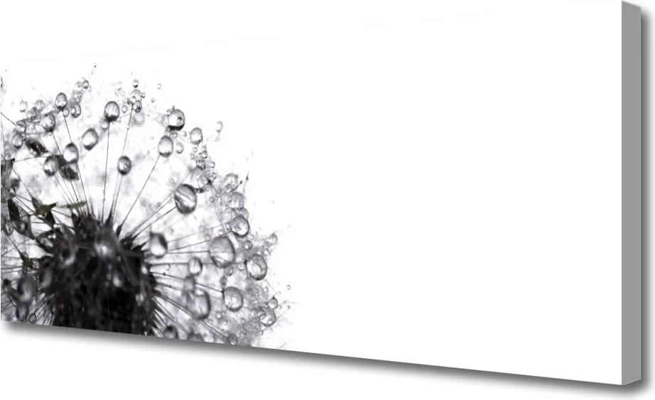 Obraz na płótnie Puszysty Mniszek Lekarski