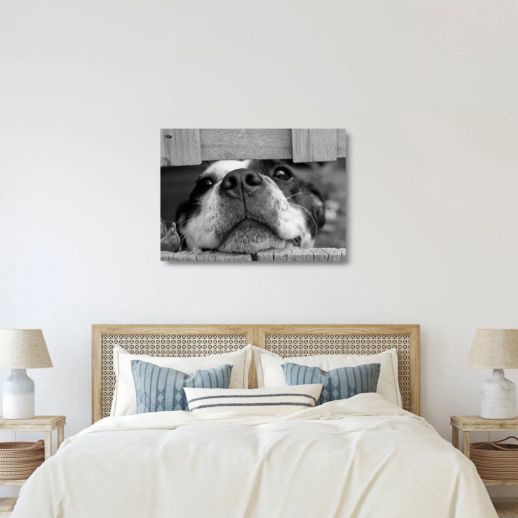 Obraz na szkle psa (70x50 cm)