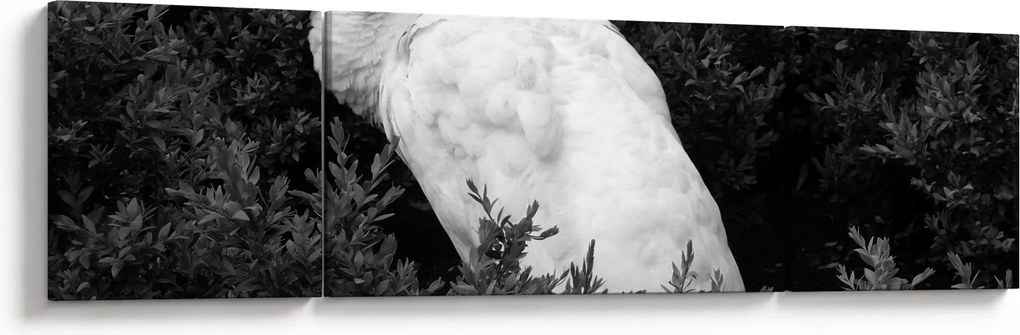 Obraz - Paw, czarno - biały (170x50 cm)